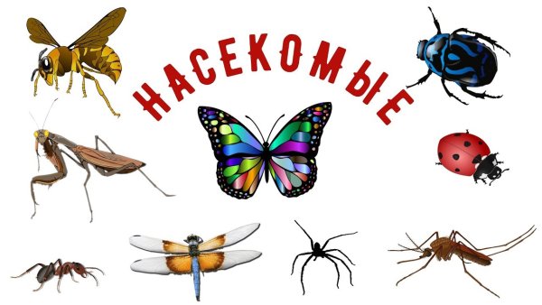 В группе "Калинка" прошла тематическая неделя "Путешествие в мир насекомых". В группе "Калинка" прошла тематическая неделя "Путешествие в мир насекомых".